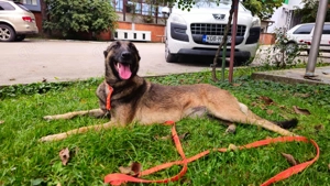 Malinois-Hündin Hera (geb. ca. 02 2024) lebt noch im Tierheim in Bosnien und sucht ein Zuhause Bild 3