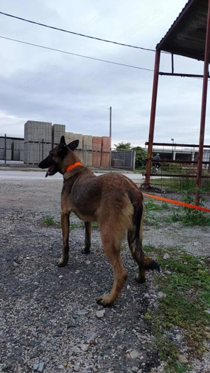 Malinois-Hündin Hera (geb. ca. 02 2024) lebt noch im Tierheim in Bosnien und sucht ein Zuhause Bild 4