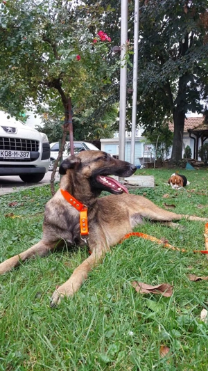 Malinois-Hündin Hera (geb. ca. 02 2024) lebt noch im Tierheim in Bosnien und sucht ein Zuhause Bild 5