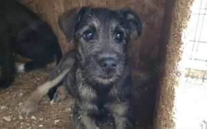 Zarte Hundeseele Kobe sucht Sicherheit