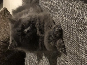 Perser Kater abzugeben