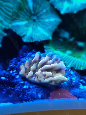 Montipora Crazy T