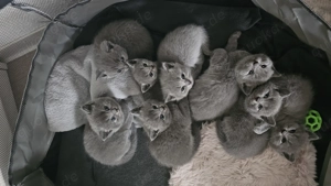 Britisch Kurzhaar Kitten 