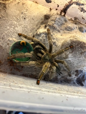 Vogelspinne Psalmopoeus cambridgei