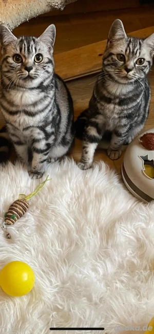 Süße BKH Kätzchen .