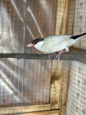 Abzugeben Reisfink Reisamadinen Henne