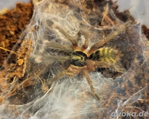 Neoholothele incei Classic und Gold