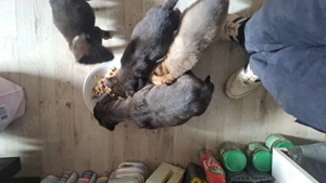 Süsse Schäferhund Mix Welpen suchen ein zu Hause 