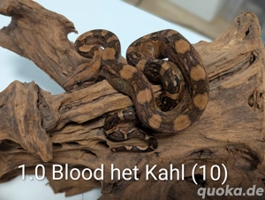 Boa  Blood dh Red Dragon..