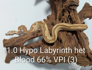 Boa Hypo Labyrinth....