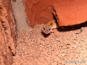 Leopardengeckos