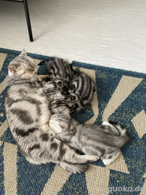 Britisch kurz haar kitten