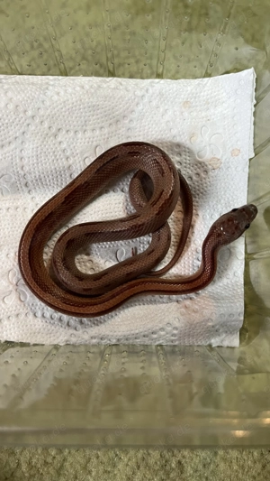 Kornnatter 2025 Bild 6