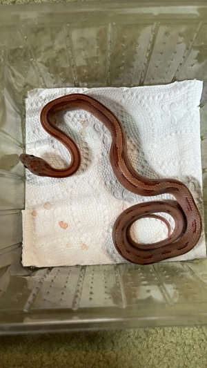 Kornnatter 2025 Bild 4