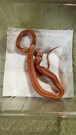 Kornnatter 2025 Bild 2