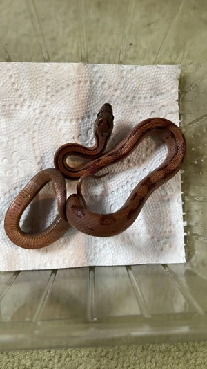 Kornnatter 2025 Bild 5