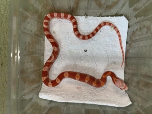 Kornnatter 2025 Bild 3