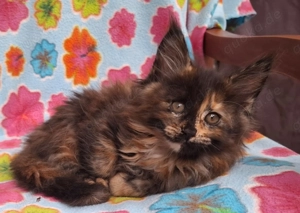 Wir haben wunderschöne Kitten mit Stammbaum