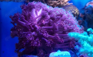 Goniopora rot - blauer Mund und Tipps