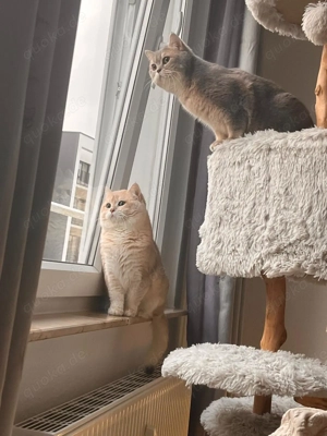 Kater suchen neues Zuhause 