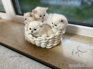 Wunderschöne BKH BLH Silver Shaded Kitten abzugeben