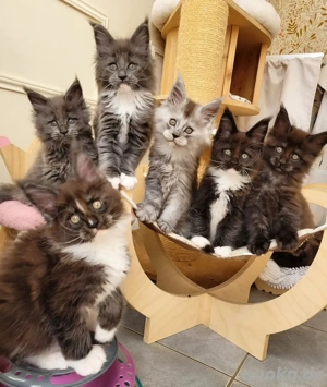    Bezaubernde Maine-Coon-Kätzchen suchen ein liebevolles Zuhause!   