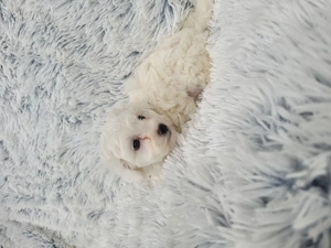 Mischlingswelpen Wünderschön