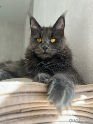 Zauberhaftes Maine Coon Mädchen reinrassig typvoll