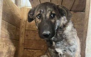 tapferes Knickohr Homer sucht Zuhause