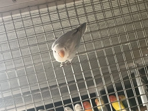 Fischeris, Pfirsichköpfchen abzugeben