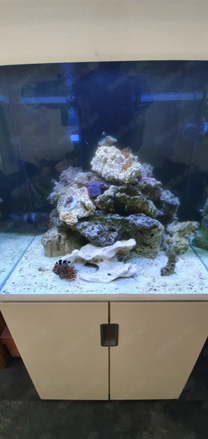 Lebendgestein für Meerwasser Aquarium 