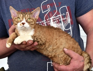 Devon Rex Kater Yoshi  mit sanften und anhänglichen Charakter 