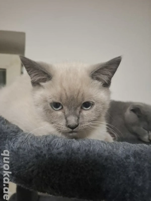 Britische kurzhaar  Bild 2