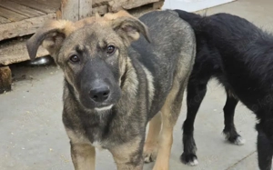 Thor - starker Name, weicher Kern