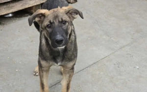 Thor - starker Name, weicher Kern