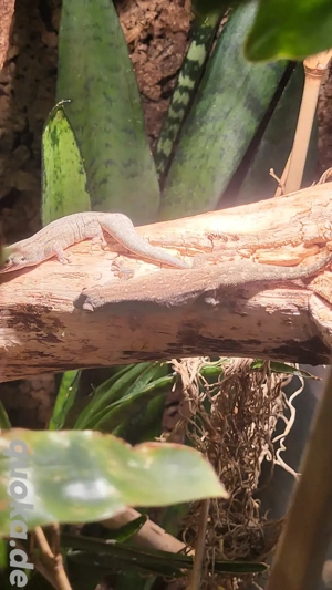 0.0.2 Phelsuma Mutabilis  Bild 5