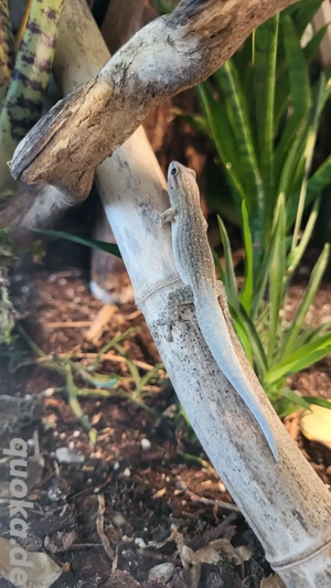 0.0.2 Phelsuma Mutabilis  Bild 4