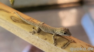 0.0.2 Phelsuma Mutabilis  Bild 3