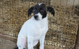 Ezra blickt hilfesuchend zu dir