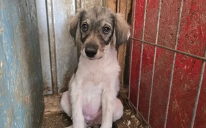 Hallo - ich bin Mala