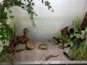 Terrarium mit Inhalt 