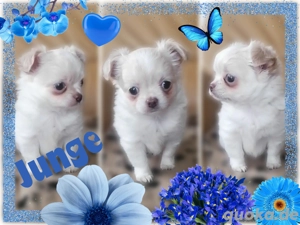 Chihuahua Langhaar, reinrassig