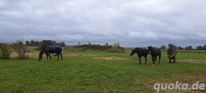 Offenstallplatz frei