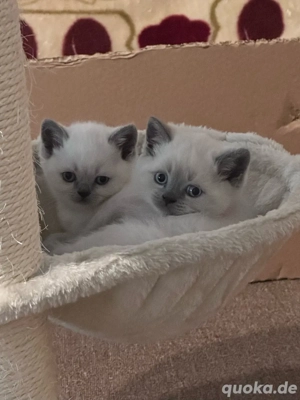 Sehr schön  BKH Blue Point Kitte