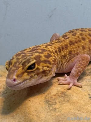 Leopardgecko Weibchen Bild 3