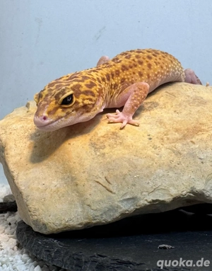 Leopardgecko Weibchen Bild 4