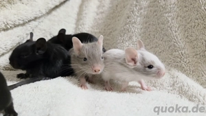 Wurfmeldung    Bild 7