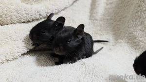 Wurfmeldung    Bild 10