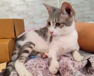 Kätzchen aus dem Tierschutz