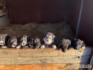 Hundewelpen Wasserhund Pointer Mix 